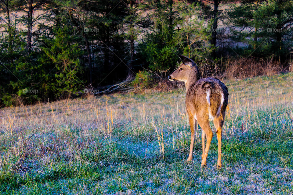 Beautiful deer grazing in a meadow