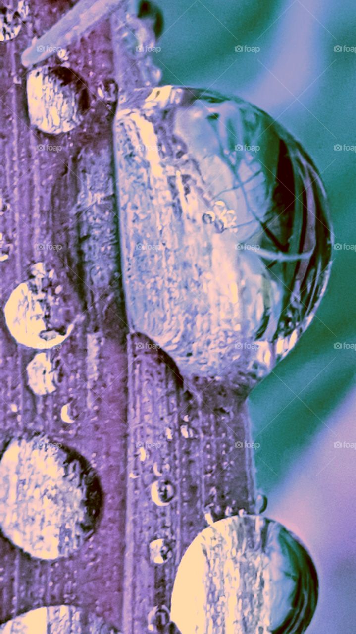 Drops of dew on the blade of grass.