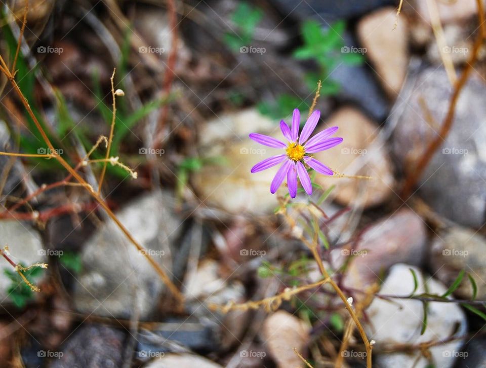 Purple bloom 