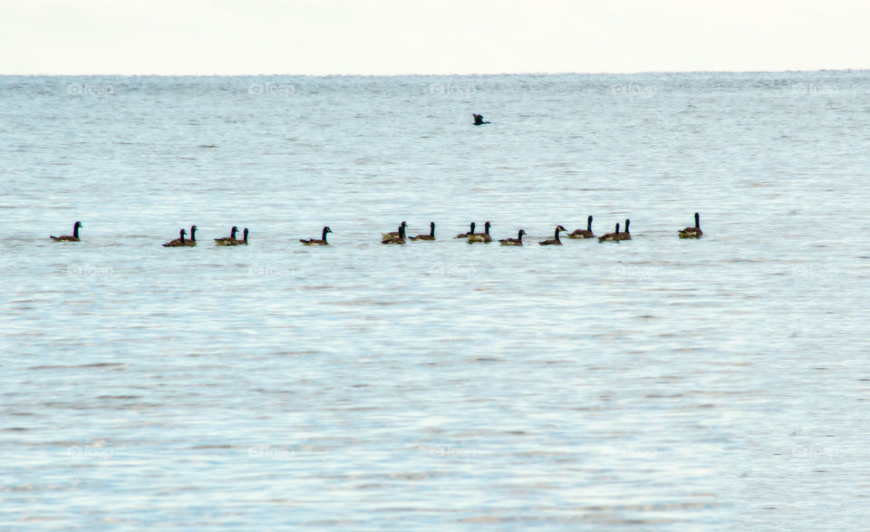 Flock of Canada Geese swimming on the water watching a bird fly by 