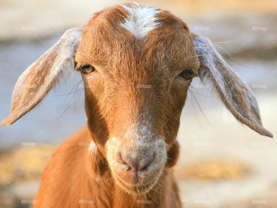 goat portrait