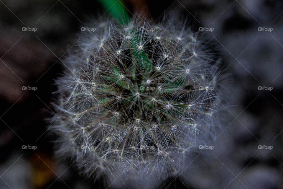 dandelion
