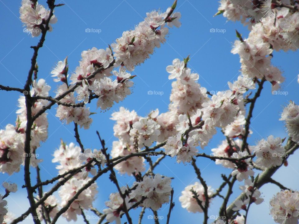 flowering, spring, greenery