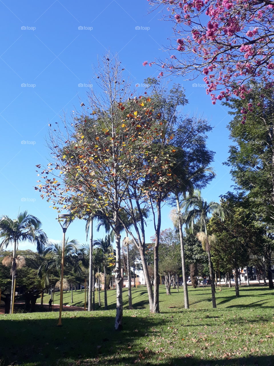 uma tarde em Cafelândia, Paraná Brasil