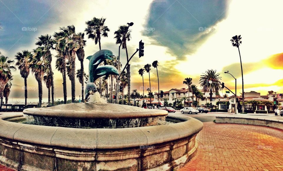 Dolphins🐬🐬🐬