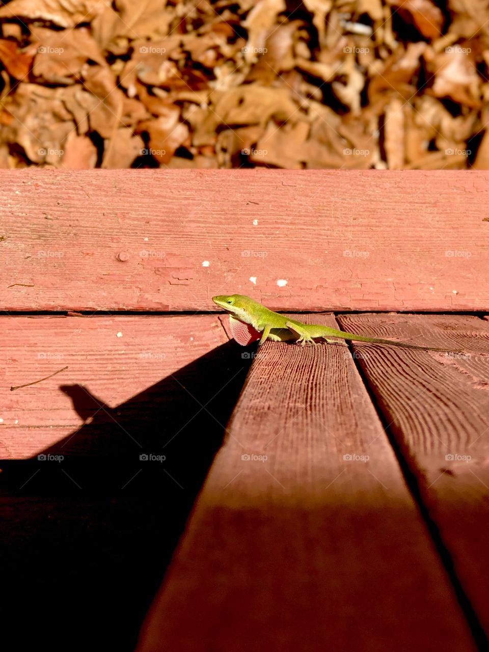 Bright green anole lizard displaying pink dewlap perched on wooden porch post