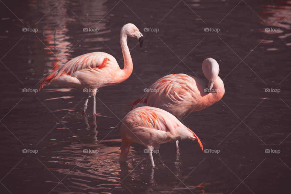 Pink flamingo in water