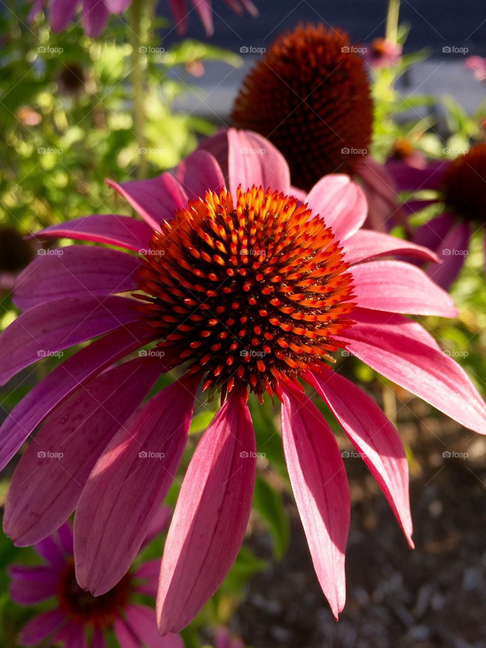 Coneflower 