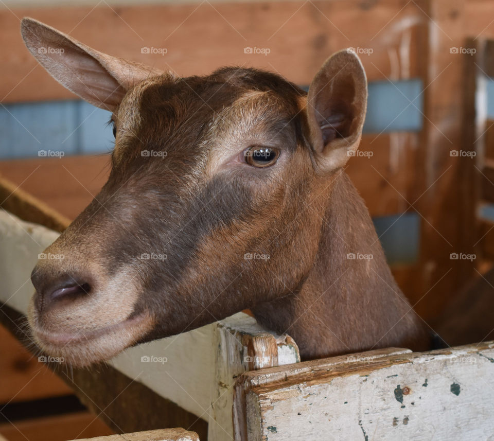 Goat looking over a fence