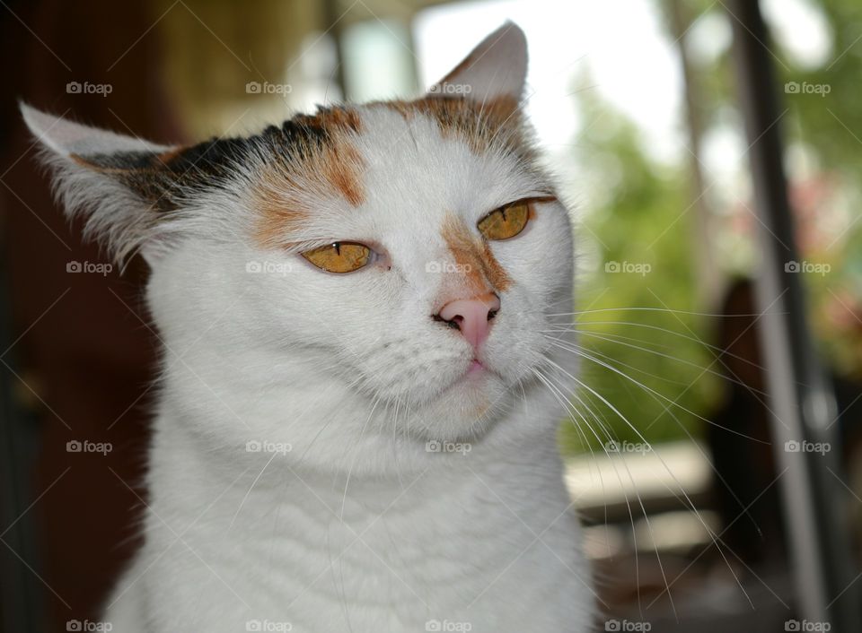 Cat, Pet, Portrait, Animal, Cute