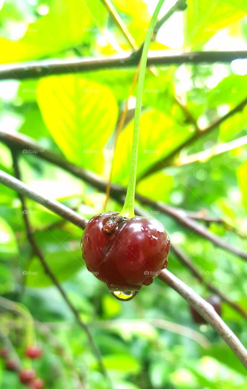 Sexy cherry