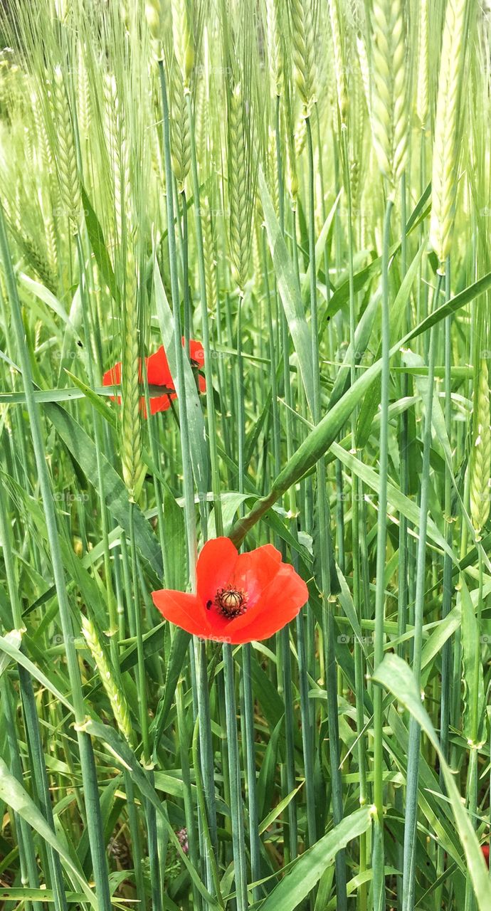 Poppies blooming in a field of wheat is a great sign that spring is here! The best time of the year 