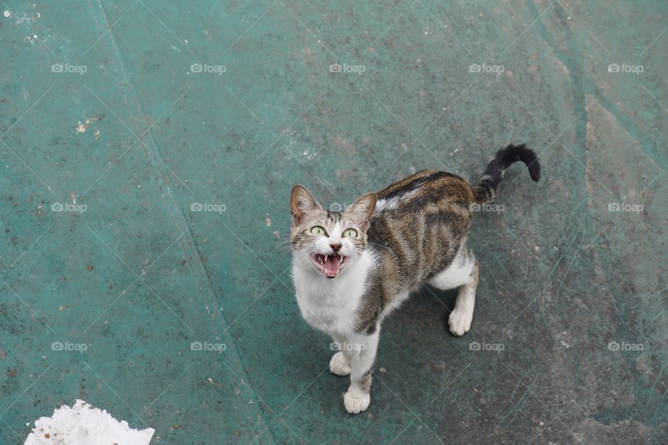 Cat meowing while looking up