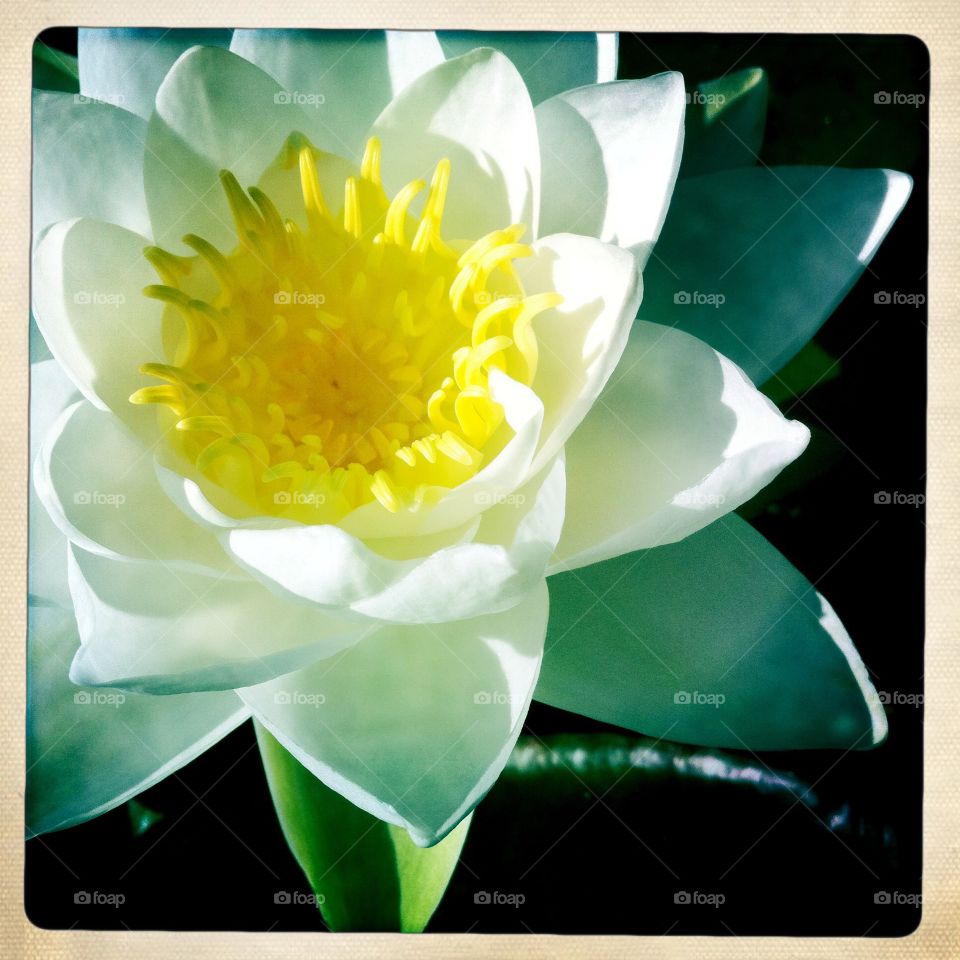 Water lily in full bloom . Water lily in full bloom 