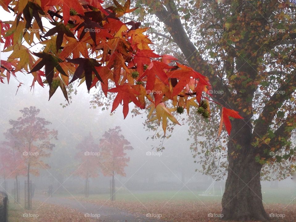 Foggy autumn day in the park. Myatts fields park