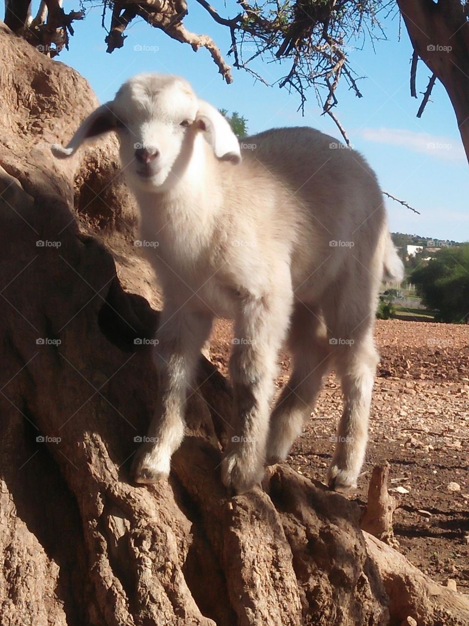 Beautiful lamb on argania spinosa tree looking at my camera at essaouira in Morocco.