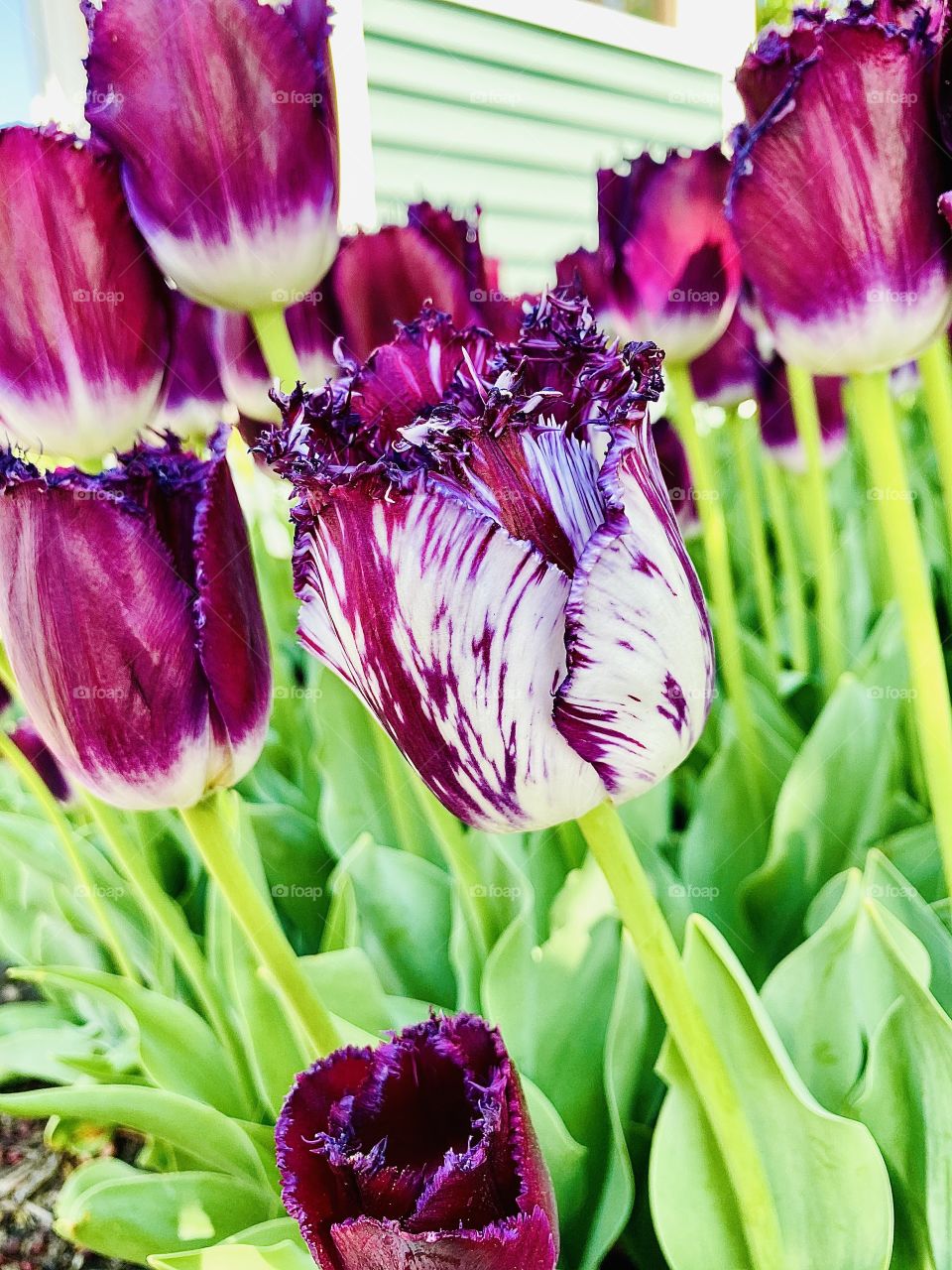 Gorgeous purple and white tulips make for beautiful spring colors!! 