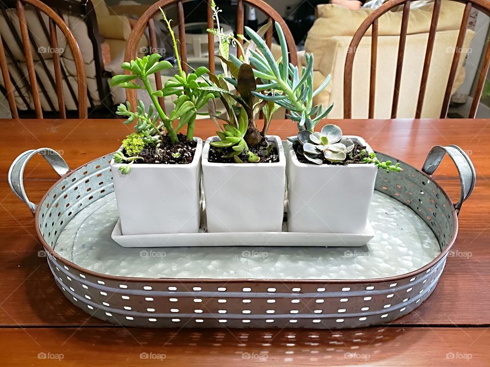 succulents on a rustic galvanized tray