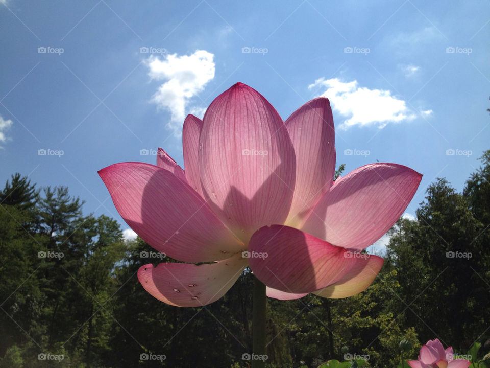 Lotus flower