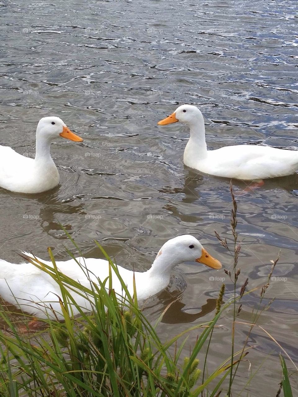 Happy Quackers