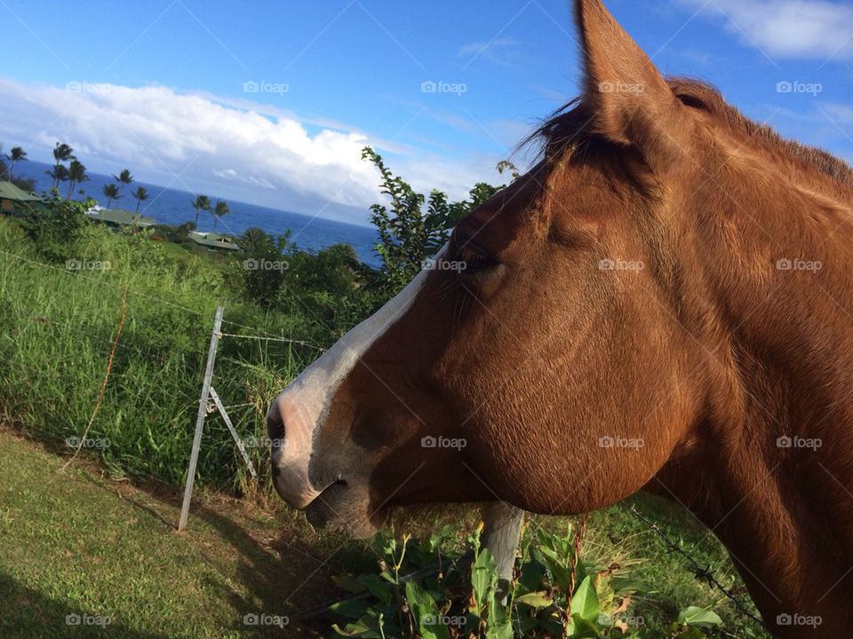 Maui Horse