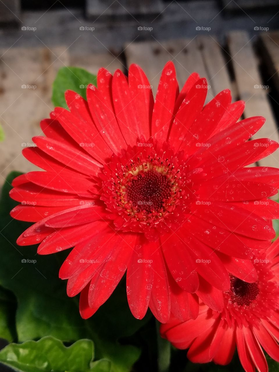 Gerbera daisy blooming in the garden