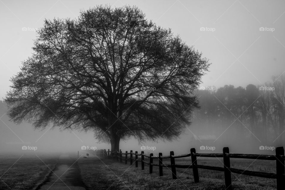 A barren mighty oak proudly stands along a wooden fence line on a foggy morning at Lake Benson Park in Garner North Carolina. 