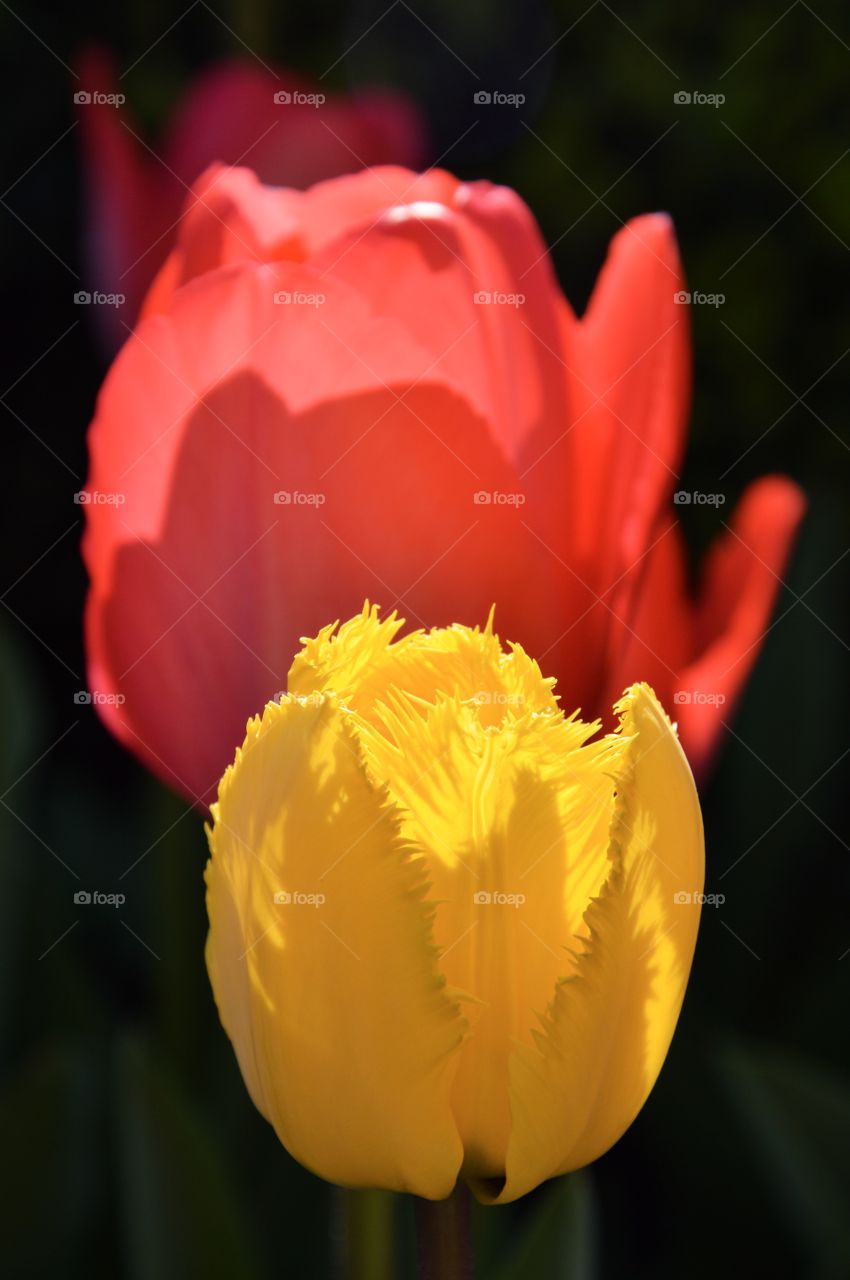 Close-up of tulips