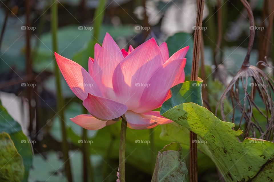 Pinky lotus