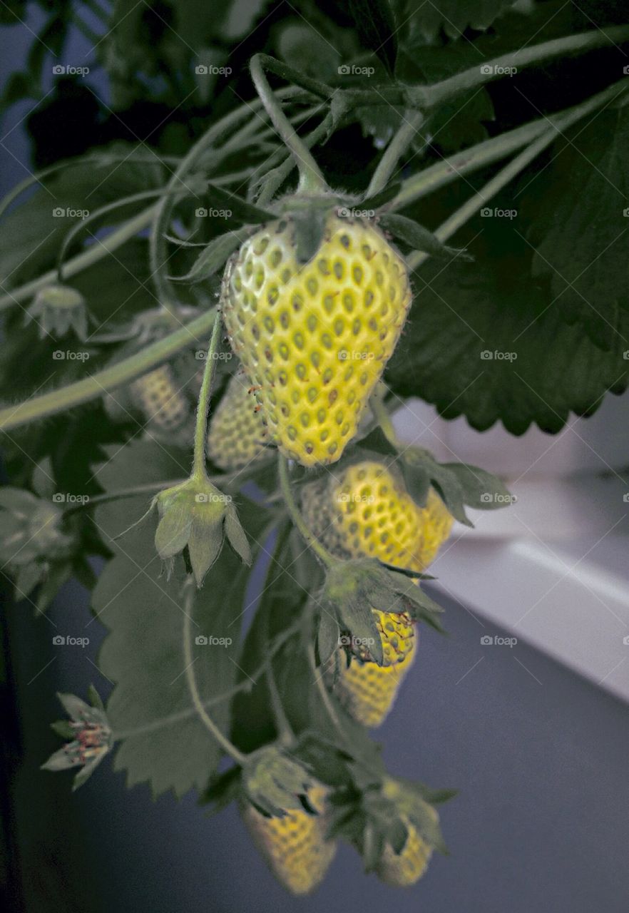 Strawberry Plants