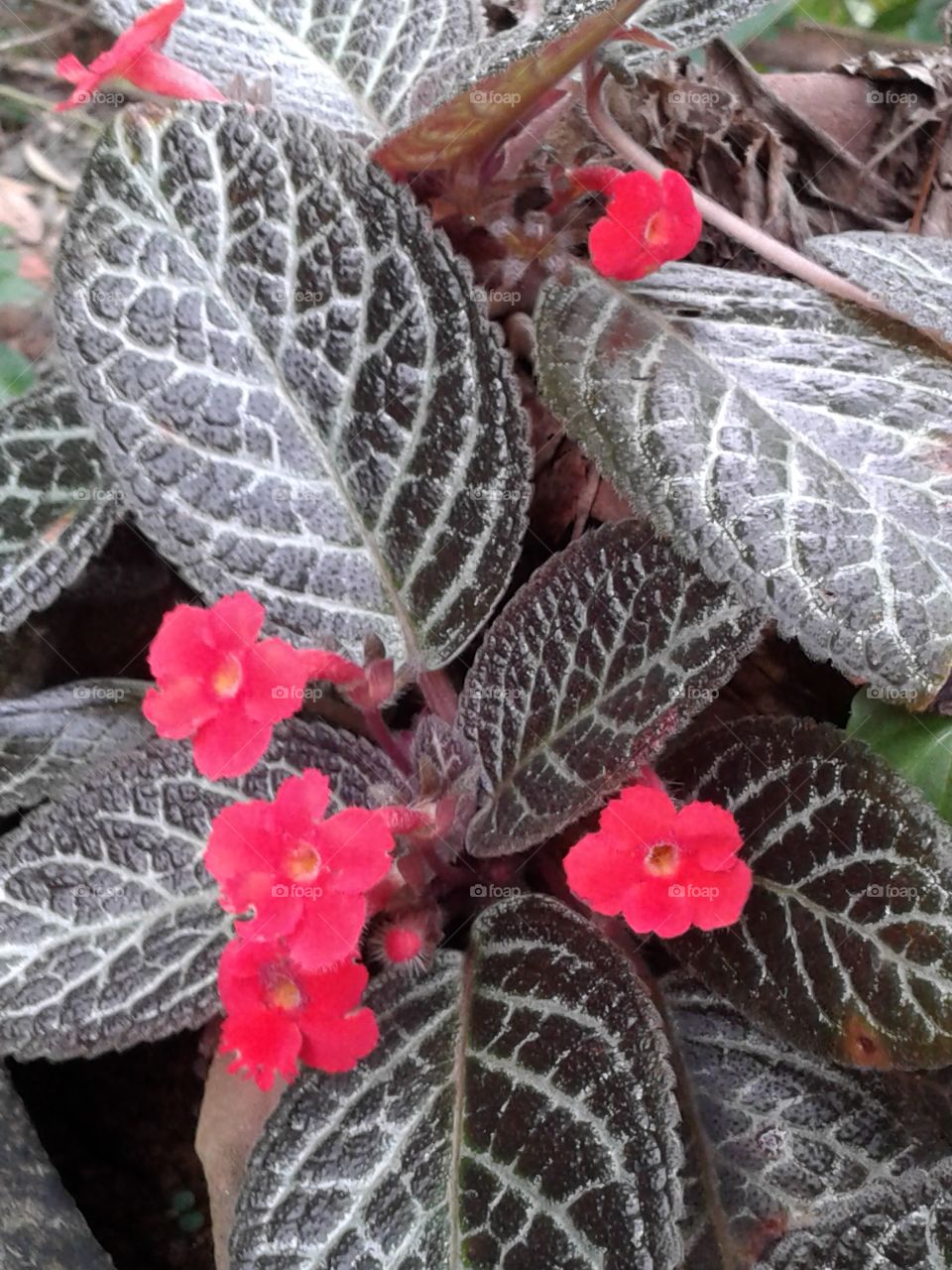 Onamental flower species