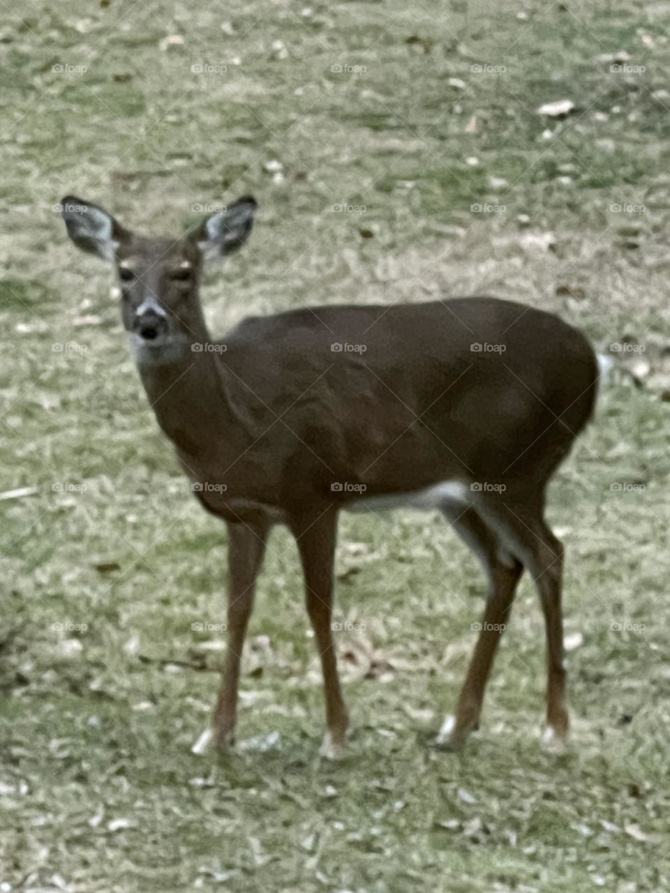 Doe