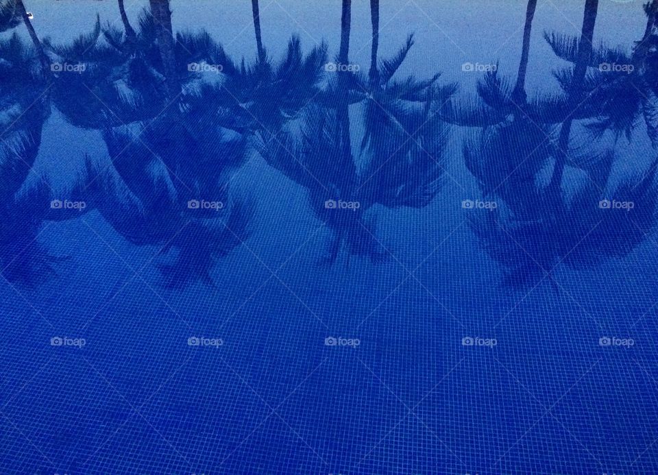 Palm Reflection in Tropical Swimming Pool