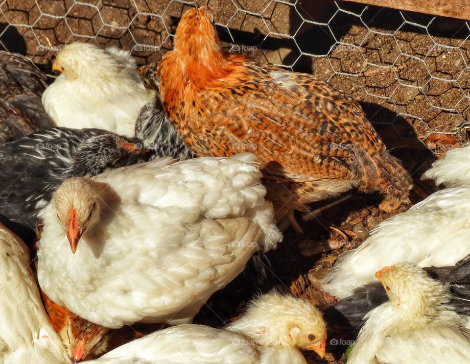Hens In A Chicken Coop