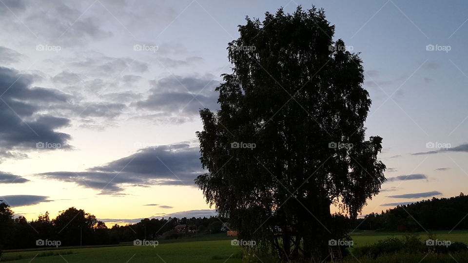 Tree, No Person, Landscape, Nature, Outdoors