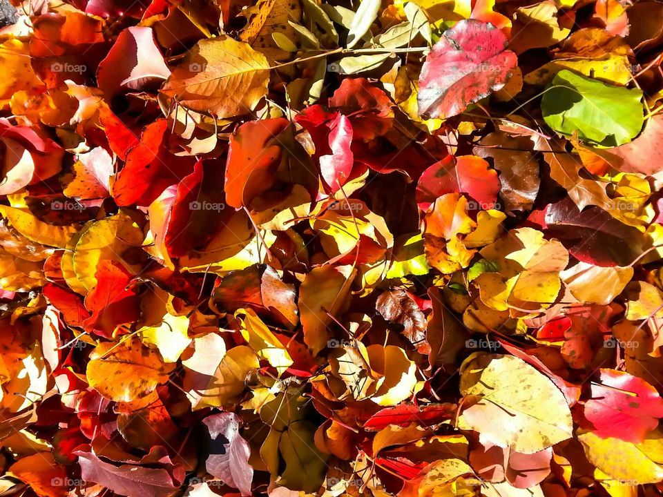 Full frame shot of autumn leaves