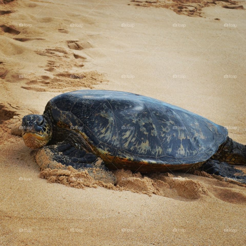Pacific Sea Turtle