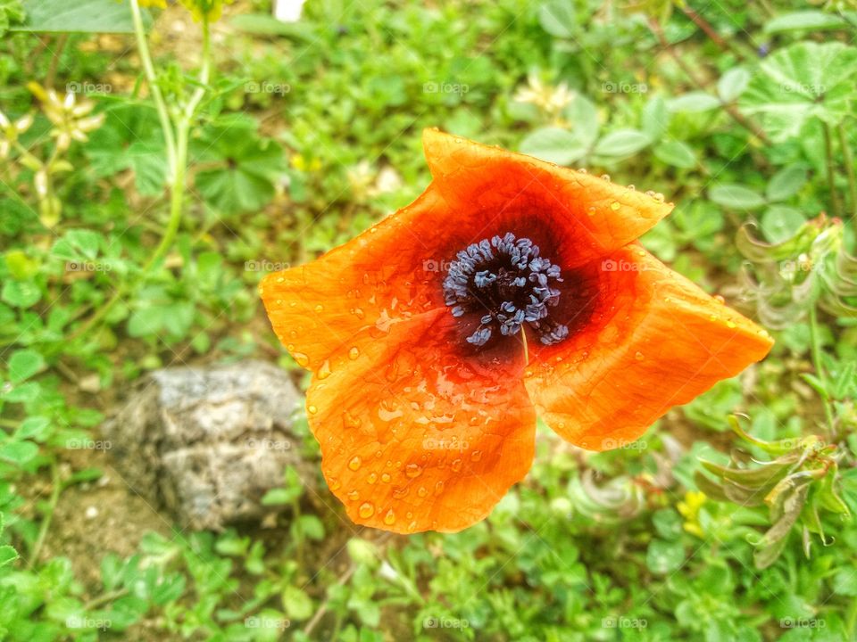 Wonderful colors in Spring!