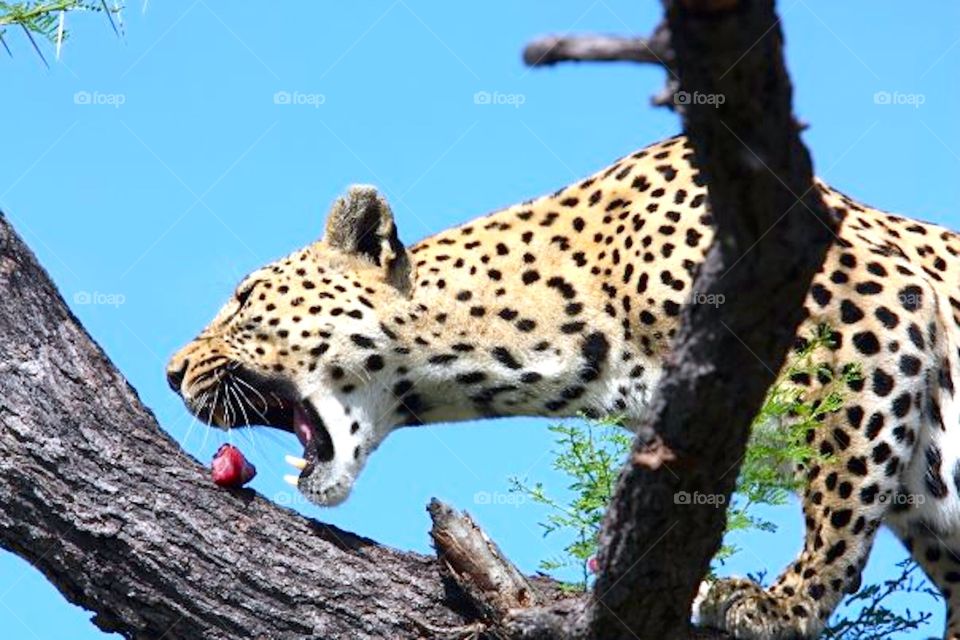 time to eat. Australia 