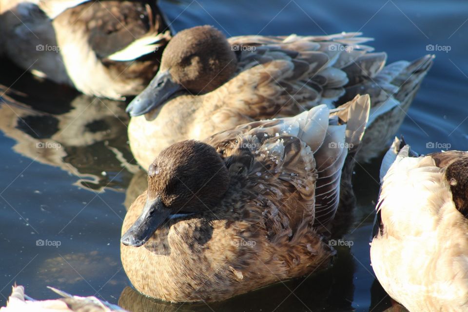 Duck, Bird, Goose, Waterfowl, Water