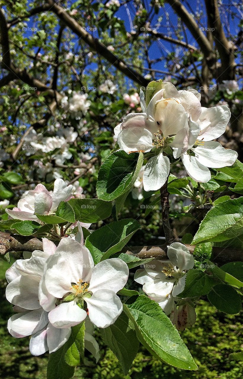 Apple tree in blossom