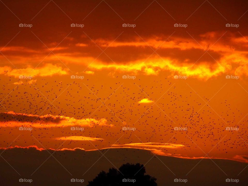 Vogelschwarm am Himmel