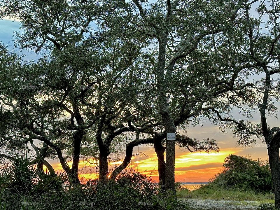 Enchanted Lens: Exploring the Magic forest - The Magical Forest is a place beyond the safety and familiarity of the town. It represents the unknown where anything can happen. occasionally sunset take place