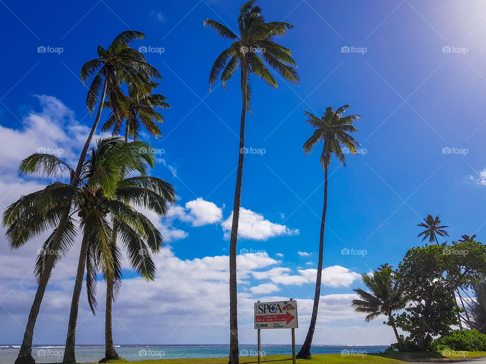 palm trees on the side road