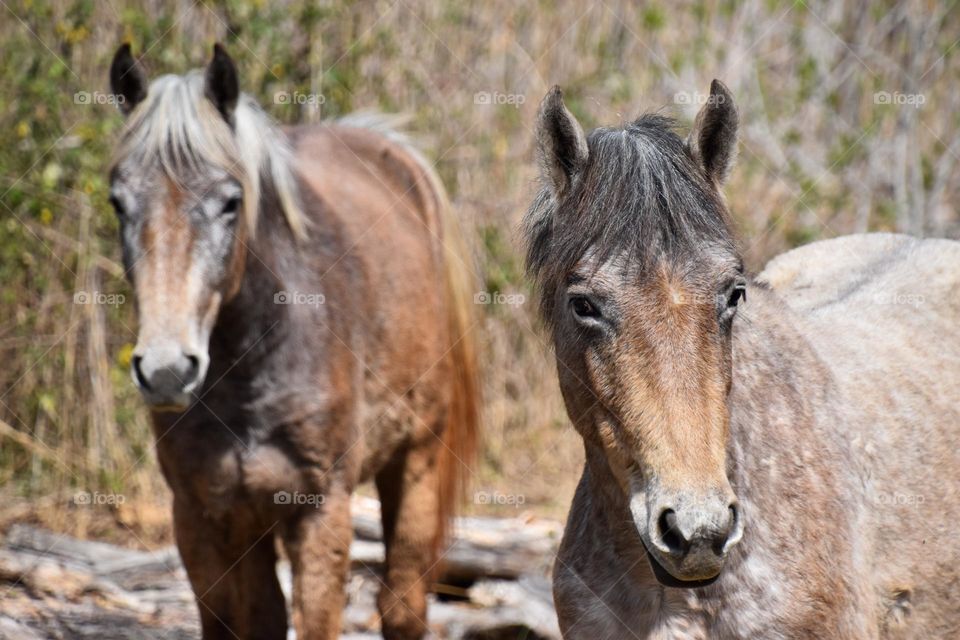 Horses