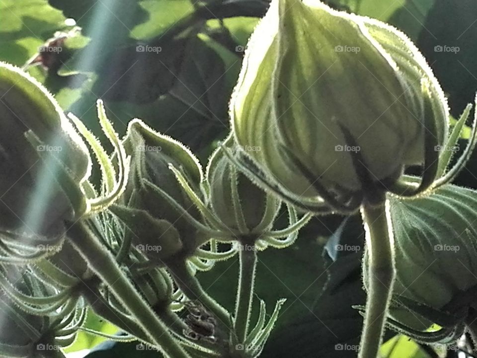 Backlit cotton rose flower buds