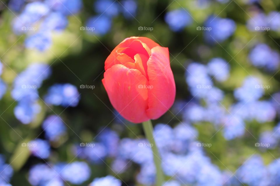 A red tulip