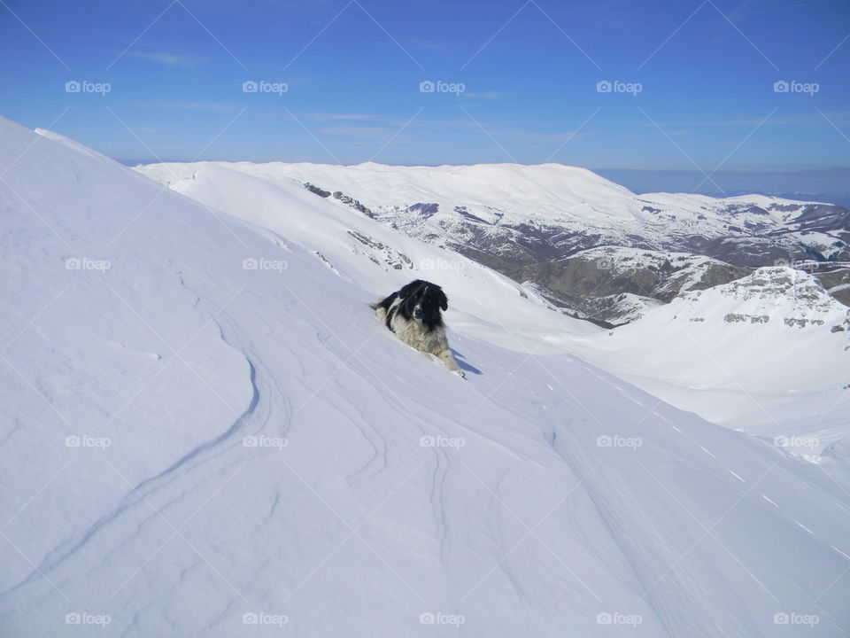 dog on snow