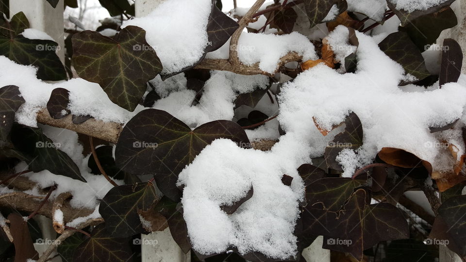 Snowy Vines