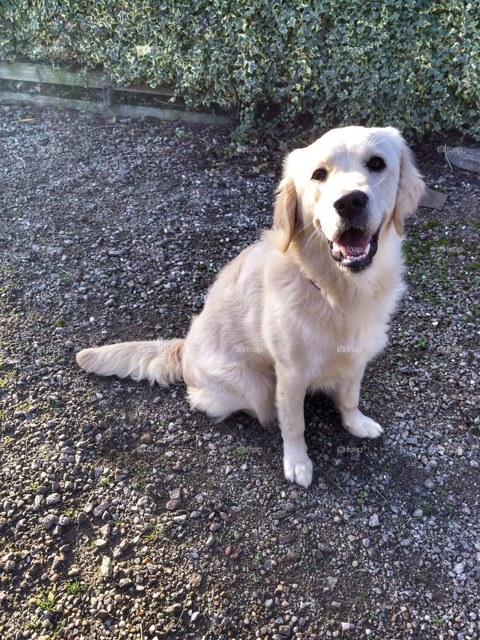 Zoe - Golden retriever